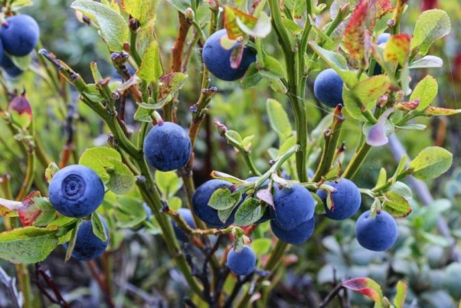 Auto 201607221522334131536303299