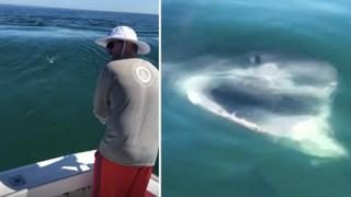 Great White Shark Steals Fishermans Catch Viralhog 640 Ori Crop Master 0x0 320x180