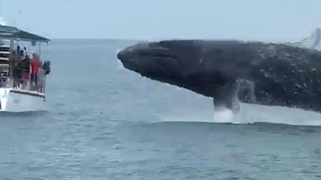 4816532 6246877 Image A 13 1538823251628 Kbeh 656x369corriere Web Nazionale 640x360