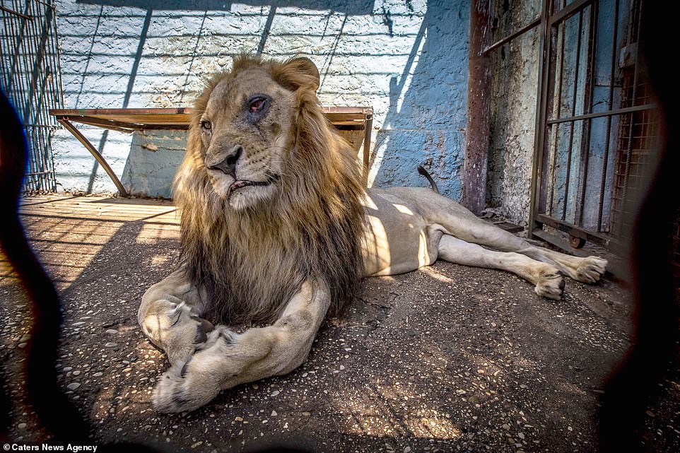 RISK/HELL’S ANIMALS 国内 帯付！リスク/ヘルズ・アニマルズ Daily Mail': Hell's zoo is located in Fier – Balkanweb.com - News24