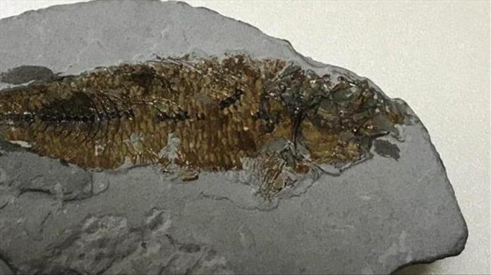 Thumbs B C 30c2505b37a1842c57835bd032fef3d0 696x391