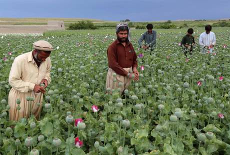 Poppy Buds On The Outskirts Of Nangarhar