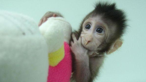 C 2 Articolo 3187385 Upiimagepp