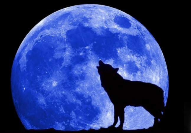 Auto Screenshot 81516039060