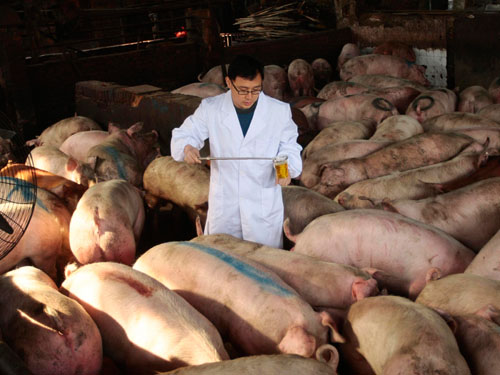 A Health Quarantine Officer Collects Urine Samples Of Pigs To Run Tests On Ractopamine At A Pig Farm In Nanjing