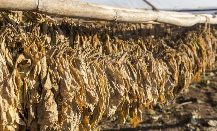 Depositphotos 77928728 Stock Photo Tobacco Leaves Drying In The 1023x620