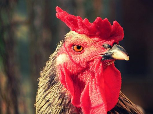 1280px Gjeli 528x396