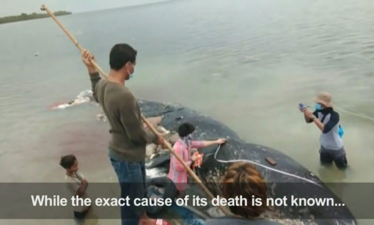 180319 Balena Plastika 15 4