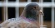 Britain Lifestyle Animal Pigeon Sport