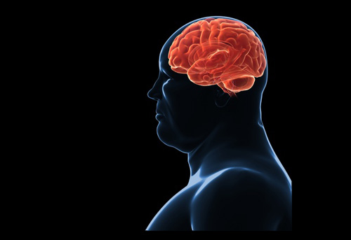Männliche Anatomie Markiertes Gehirn