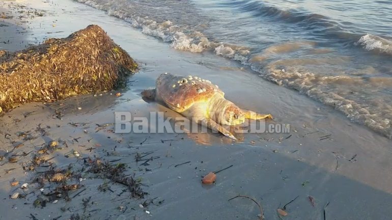 Breshka Gjigande Ne Durre S