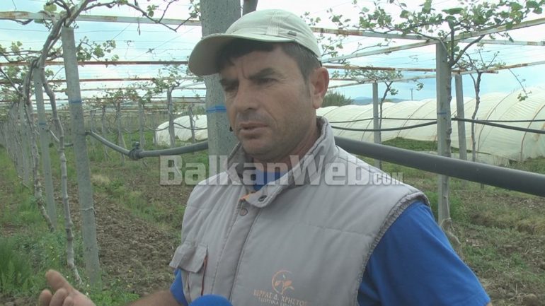 Fermeri Kultivon Kivi