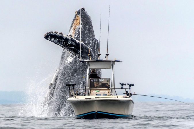 Dw Whale Breach 190515 2x