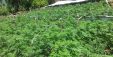 Parcele Droge1