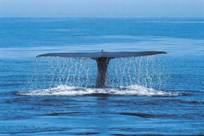 Racing Extinction Blue Whale Balenottera Azzurra