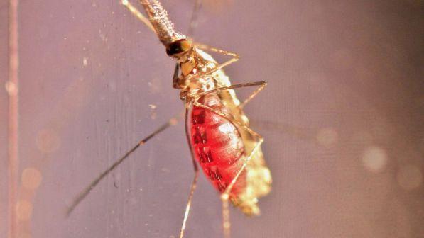 C 2 Articolo 3212225 Upiimagepp