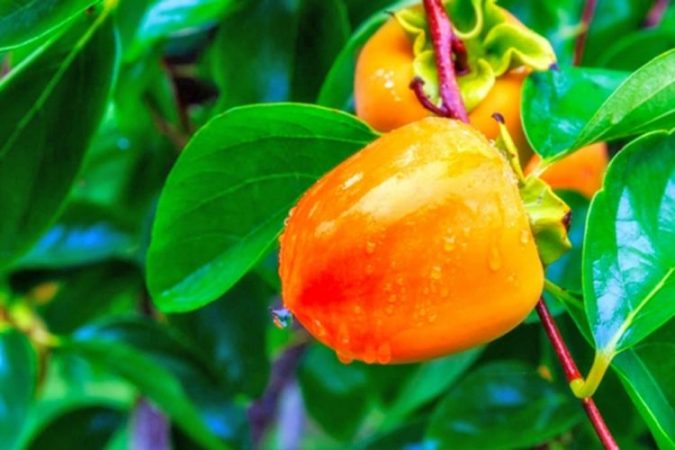 Gjethe Hurma 750x500