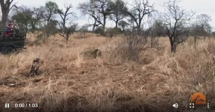 Leopardi, Derrin E Eger