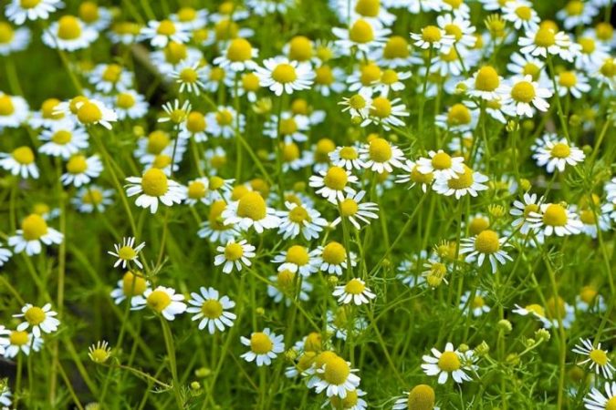 Kamomili 750x500