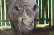 'world's Oldest Rhino' Dies In Tanzania At 57