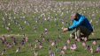 200,000 American Flags Installed On National Mall To Memorialize 200,000 Covid 19 Deaths