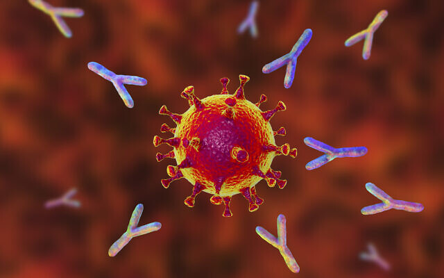 Antibodies Attacking Sars Cov 2 Virus