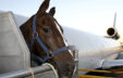 Air Transportation Of Horse
