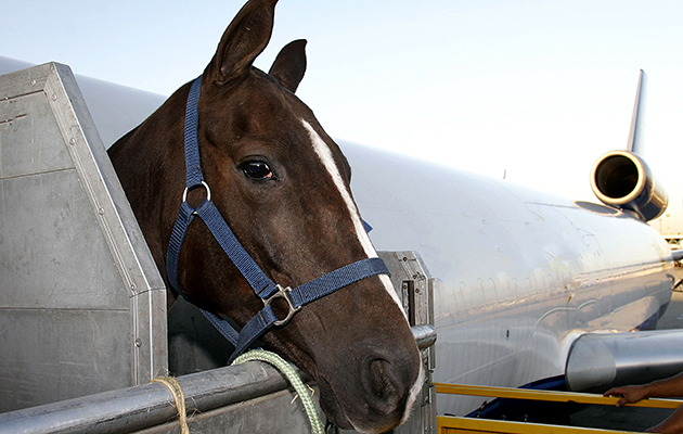Air Transportation Of Horse