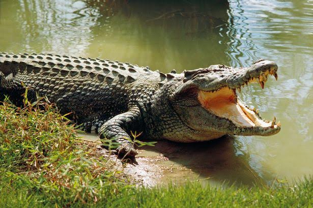 Krokodili 1 1