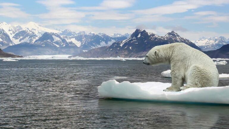 Aib News Giornata Mondiale Dell Orso Polare 2019