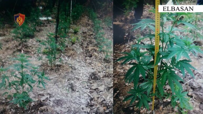 625fb6c3 0068 4d36 848e A3b3ace33844