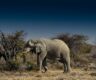 Elephant Namibia Sky Hg