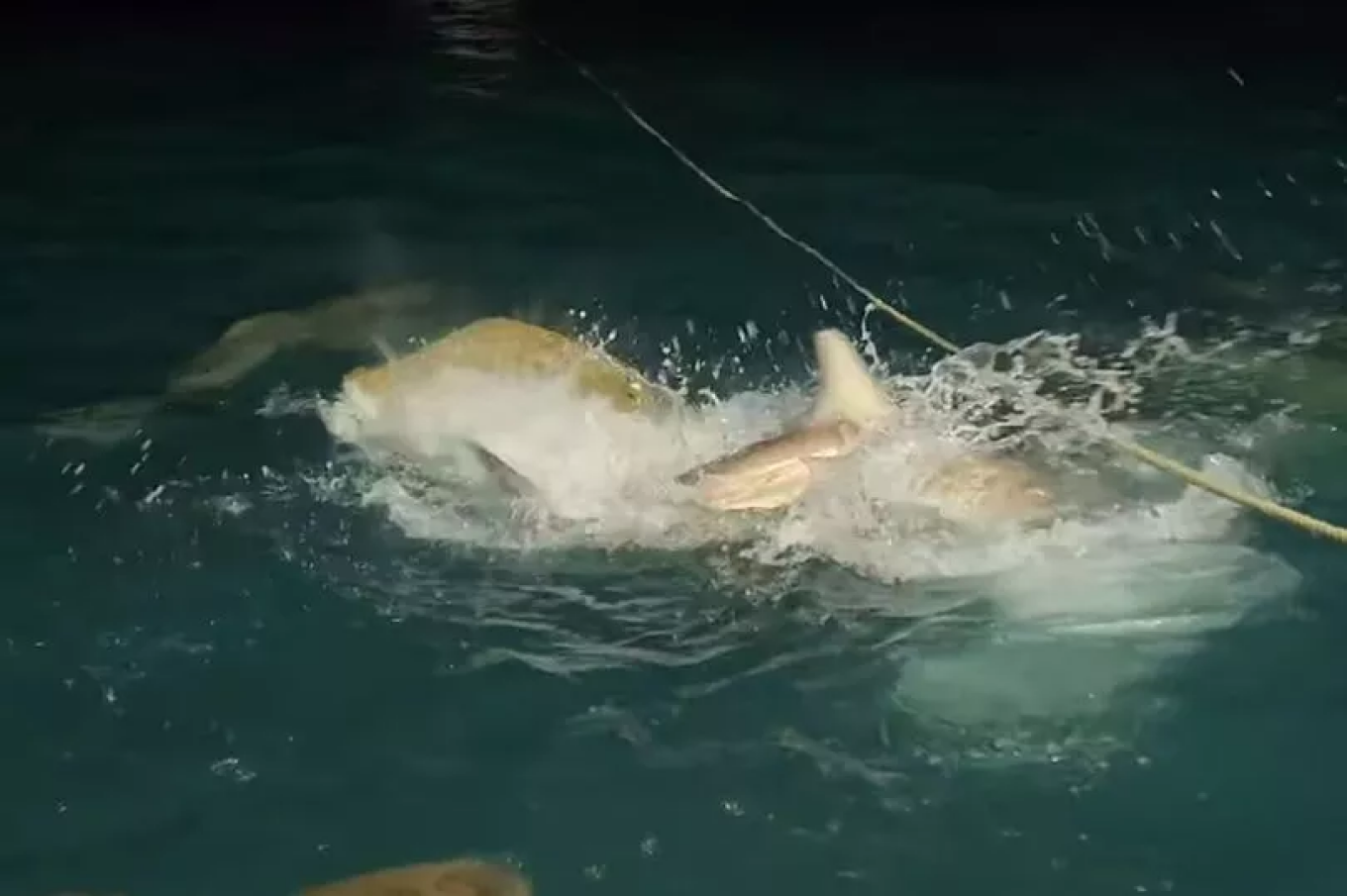 Momenti kur dhjetëra peshkaqenë sulmojnë një krokodil  video e pabesueshme    