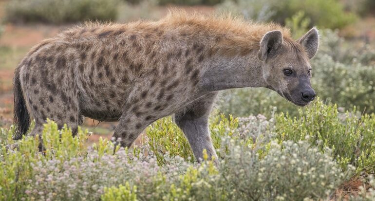 Spotted Hyena (crocuta Crocuta)