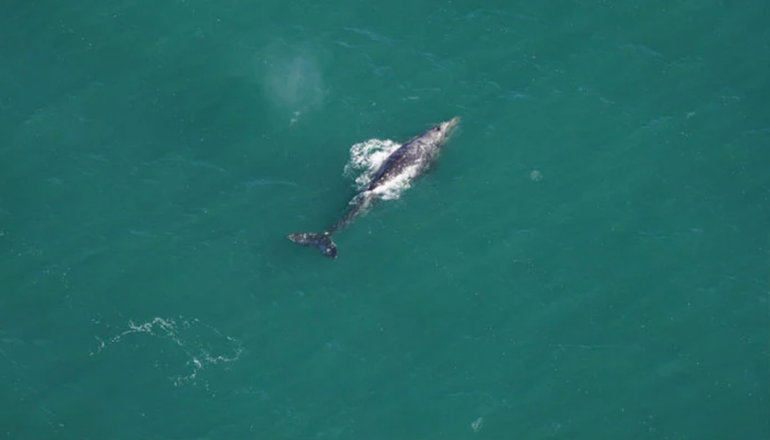 900 0 1709729060xbalenapng 114