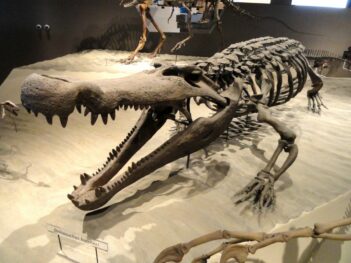 Deinosuchus Hatcheri Natural History Museum Of Utah Dsc07251 Scaled