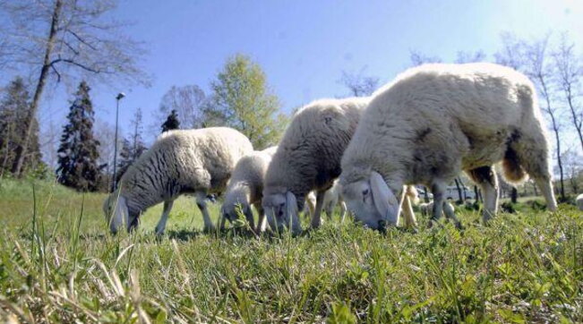 Banorët e një fshati në Francë regjistrojnë katër dele në shkollë pas vendi   
