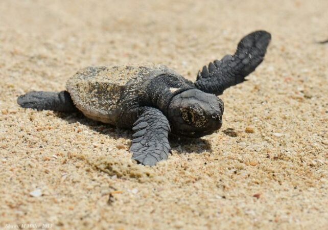 Piccola Caretta 1024x718 1 696x488