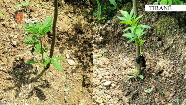 4aa477af B28c 47a4 Bd20 E6676ba3b2a2