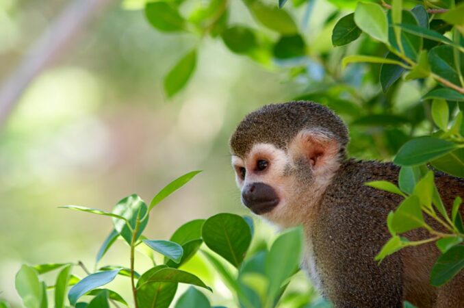 A Squirrel Monkey In Its Tree Top Habitat
