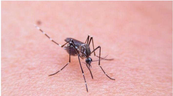 Ethet e Nilit alarmojnë Shkupin  Shpallet epidemia në 5 komuna  26 të infektuar dhe një viktimë