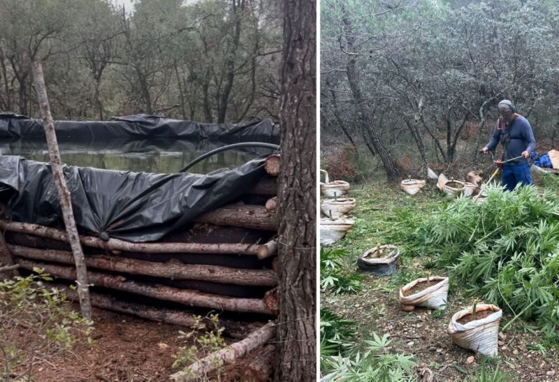 Plantacion me narkotikë, arrestohen 6 persona/ Konfiskohen mbi 1600 bimë marihuanë dhe armë zjarri