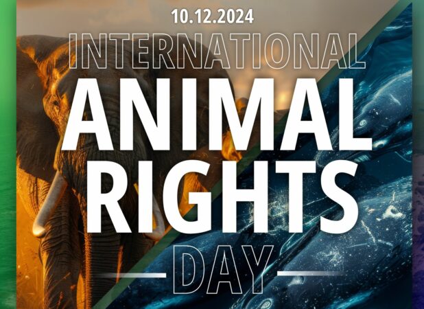 Dita Boterore E Kafsheve