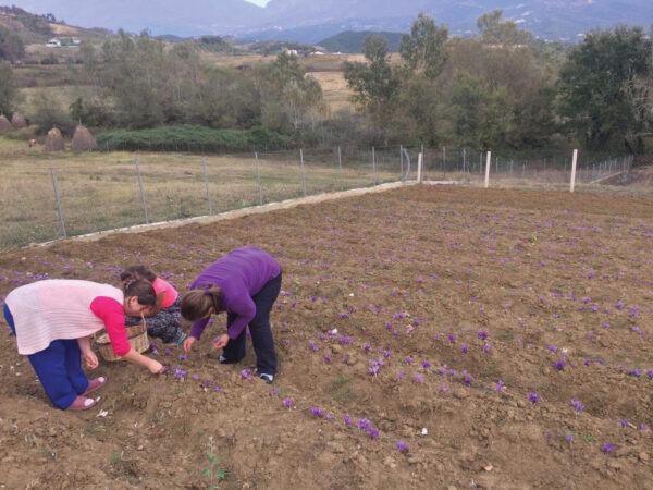 Bime Mjekesore Bujqesi Shafran 1165