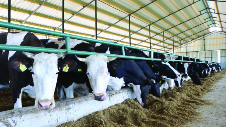 Blegtori Lope Ferme 2 1068 4 1024x575