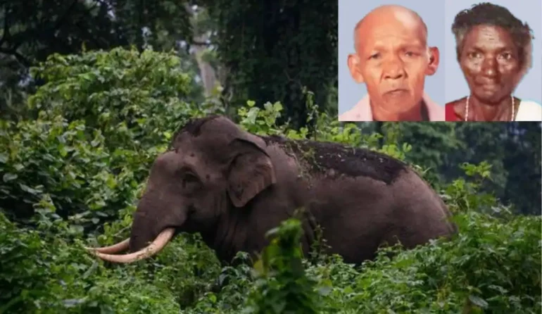 Aralam Tribal Couple Elephant