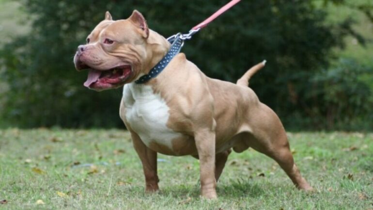Pitbull (1)