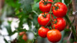 Ripe,red,organic,tomato,in,greenhouse.,beautiful,heirloom,tomatoes