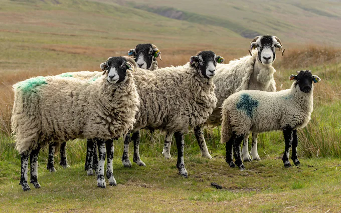 Telemmglpict000417576983 17428149425570 Trans Nvbqzqnjv4bqpvlberwd9egfpztclimqf0rf Wk3v23h2268p Xkpxc