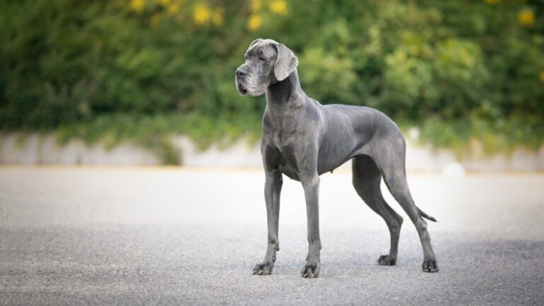 Great Dane (1)